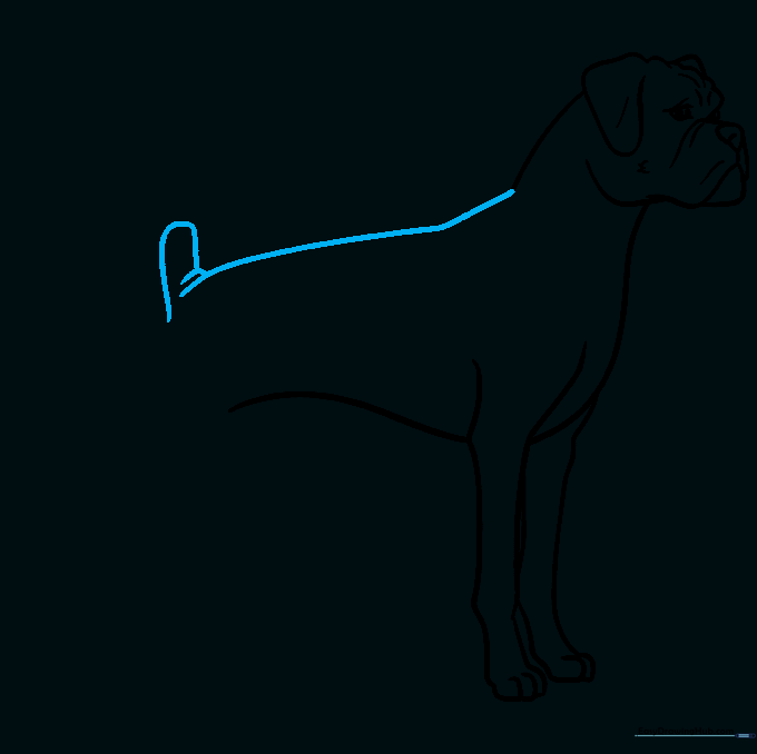 Drawing the dog's back and short, stubby tail.