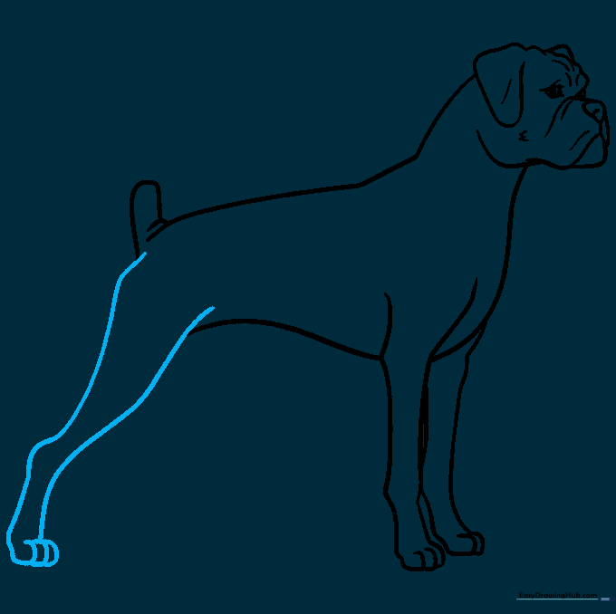 Adding the muscular rear leg to the Boxer dog sketch.