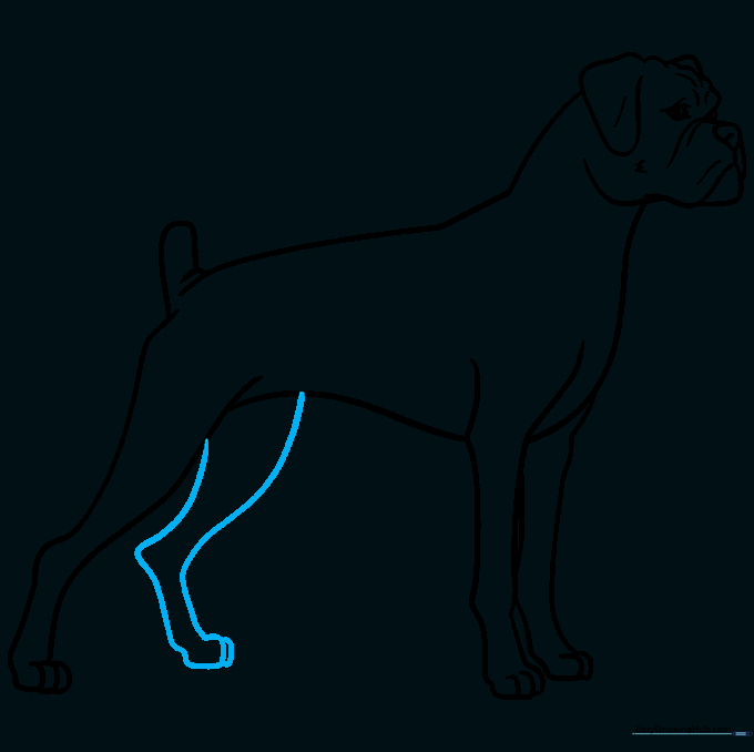 Completing the outline of the Boxer dog by adding the final rear leg.