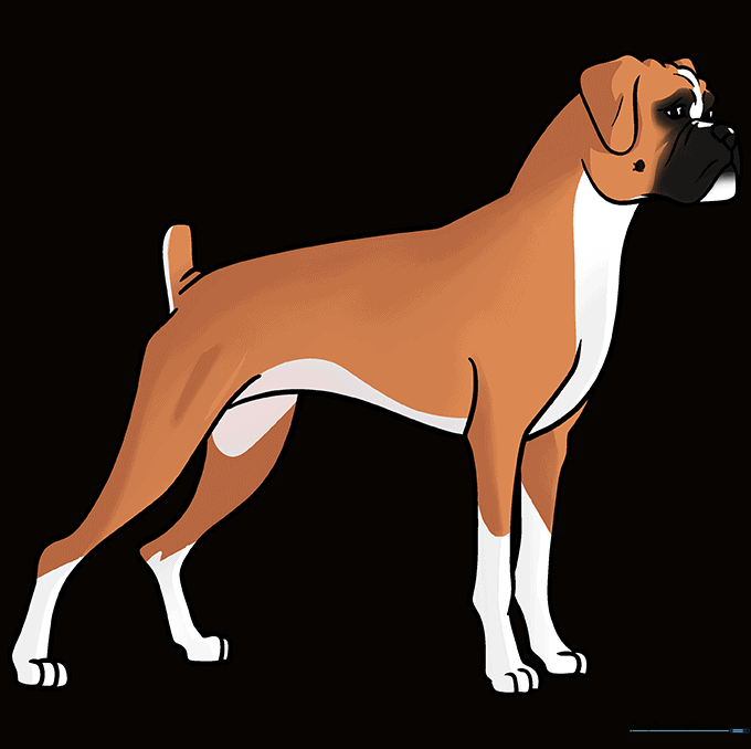 A fully colored, cartoon-style Boxer dog with brown, black, and white markings.