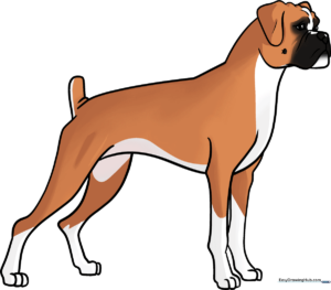 Finished illustration of a friendly, cartoon-style Boxer dog standing proudly.
