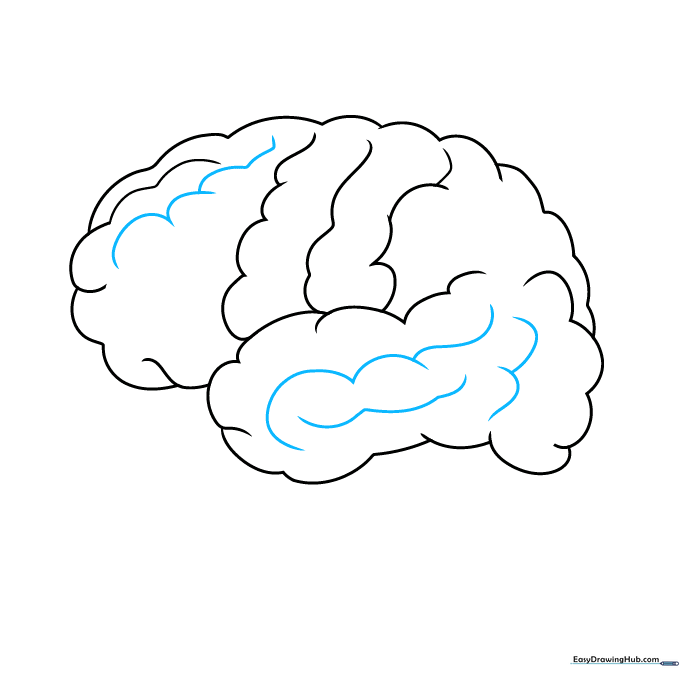 Detailed view showing additional surface folds added to the brain diagram.
