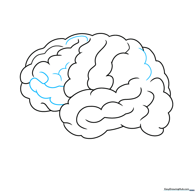 Drawing showing the addition of smaller, finer lines to increase the complexity of the brain's surface texture.