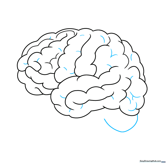 Drawing showing the addition of the cerebellum at the base of the brain structure.