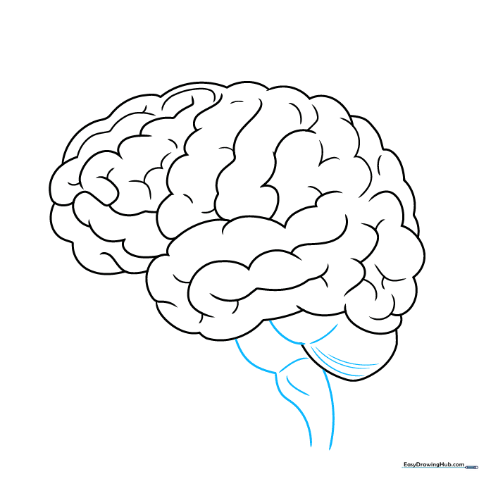 Drawing showing the addition of the spinal cord extending from the base of the brain.