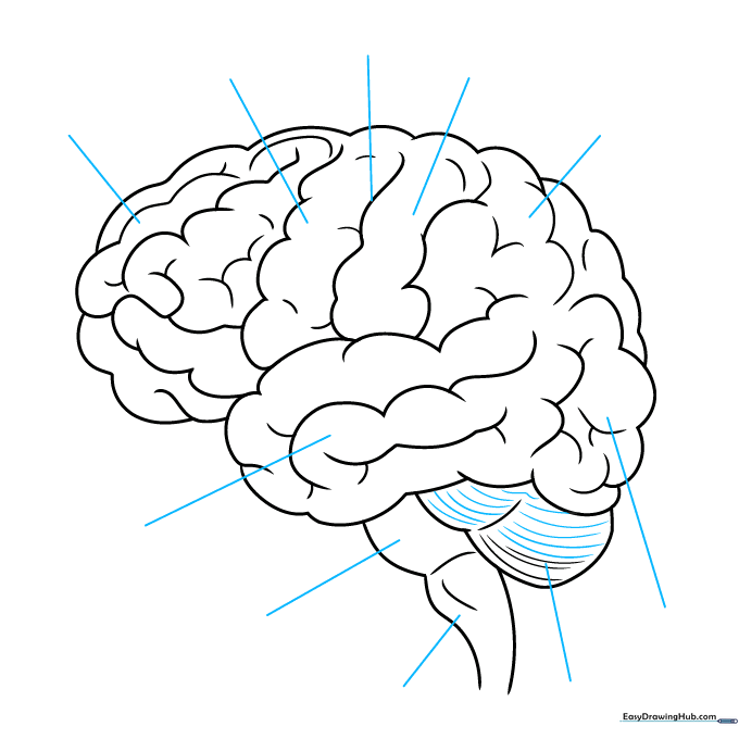 Drawing showing the addition of straight lines for labeling and further texture on the cerebellum.