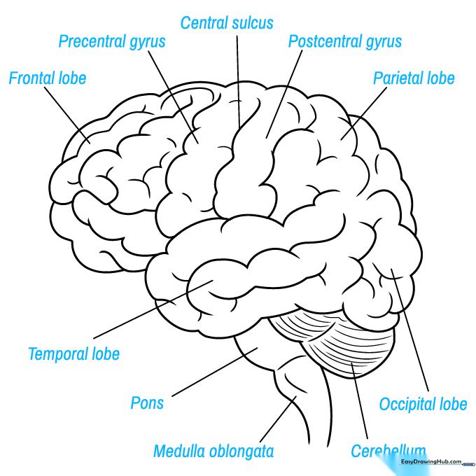 Finished line art of the brain diagram with space for labels.