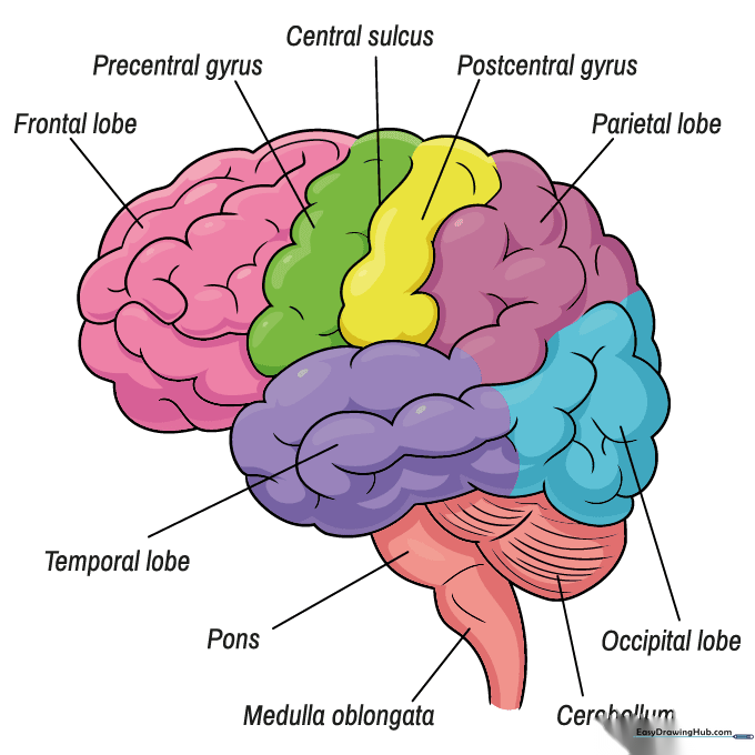 Final colored brain diagram with distinct colors for each anatomical section.