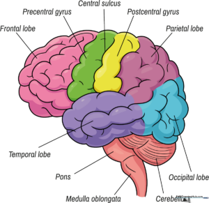 A colorful, labeled anatomical brain diagram perfect for science education.