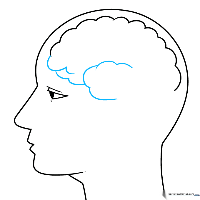 Layering overlapping curved lines to form the frontal and temporal lobes.