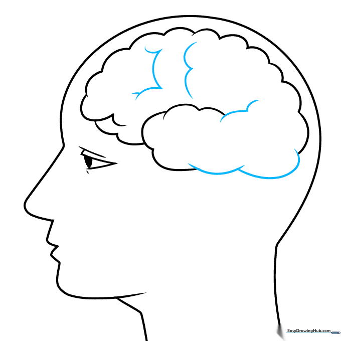 Closing the brain outline with continuous, irregular curved lines.