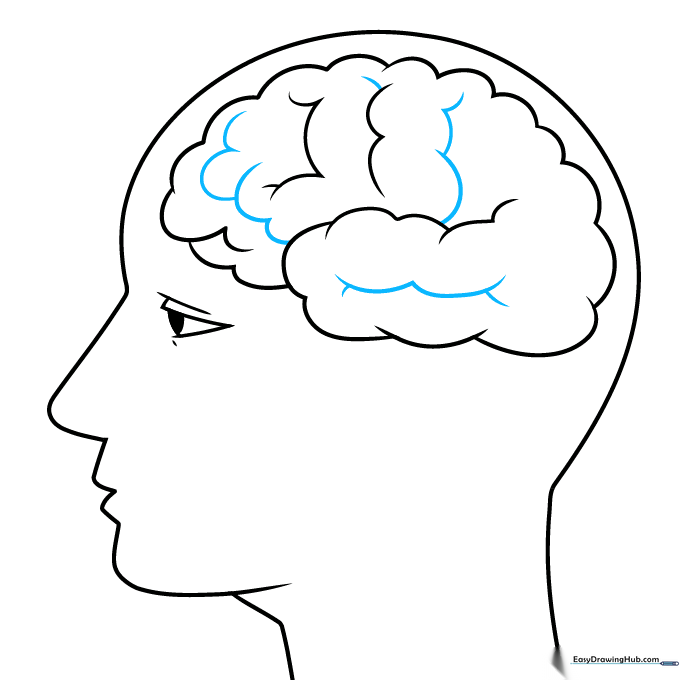 Adding internal detail lines to simulate the texture of brain tissue.