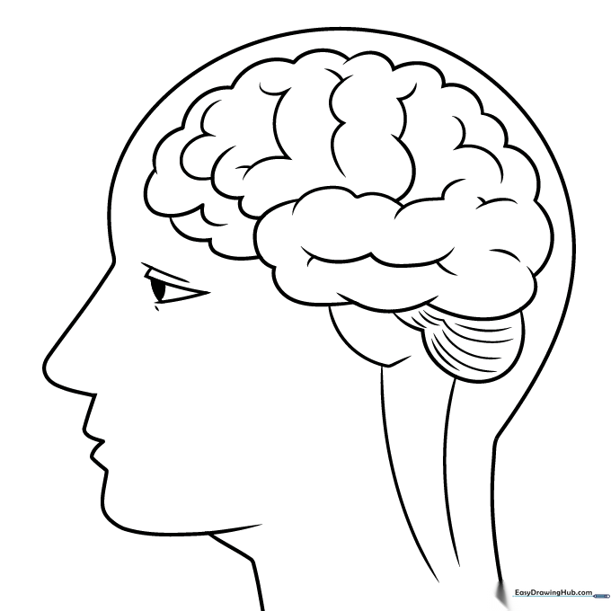 Finished, colored drawing of a human brain outline.