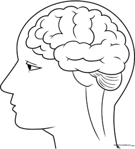 A clear, educational illustration of a human brain outline for students.