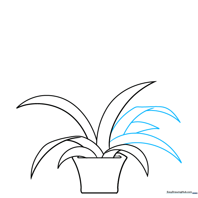 Several new leaves added, extending outward from the center of the plant.