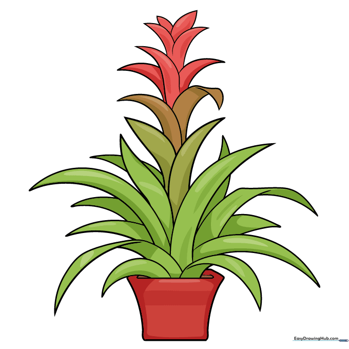 A fully colored, vibrant cartoon bromeliad with green leaves and a red-orange flower center.