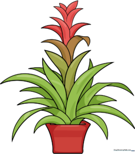A colorful, finished drawing of a potted bromeliad, showcasing the final result of the tutorial.