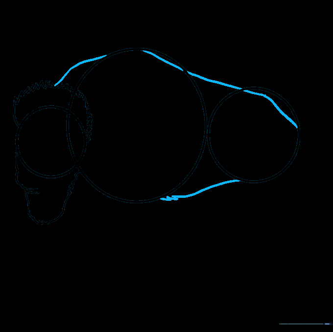 Drawing the long, curved lines that connect the buffalo's body parts.