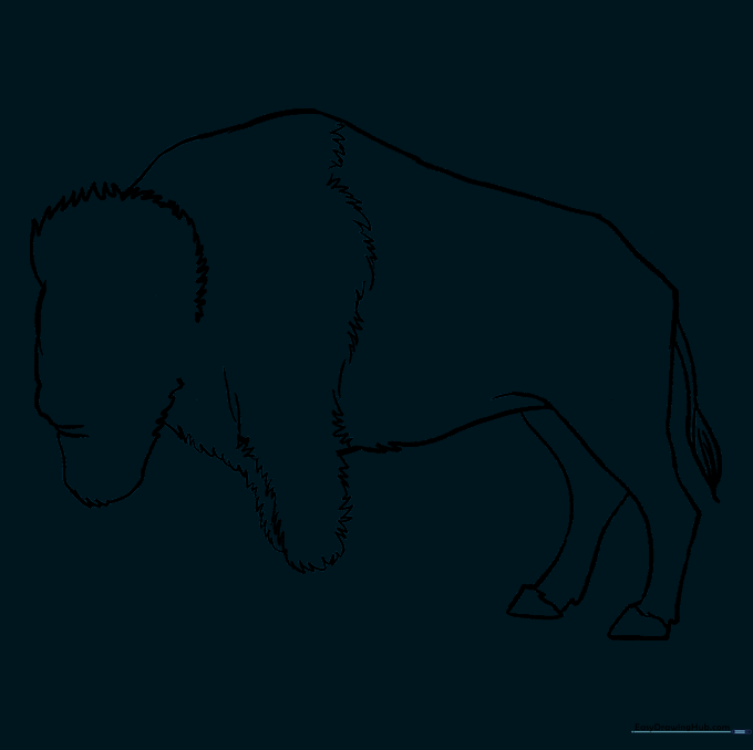 The buffalo sketch after erasing the initial construction circles.