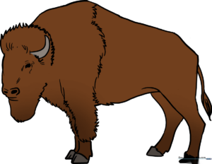 A finished, colored illustration of a buffalo standing in a field.