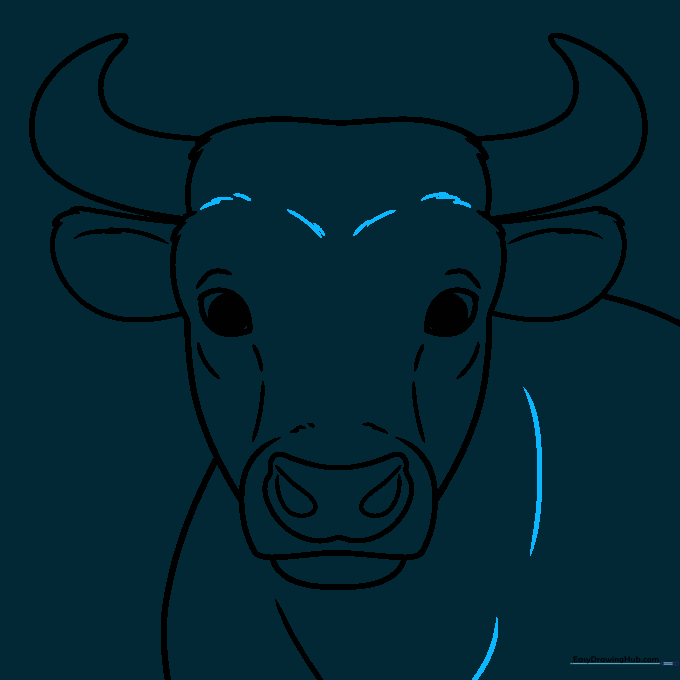 Final contour lines added to the bull's face to complete the sketch.