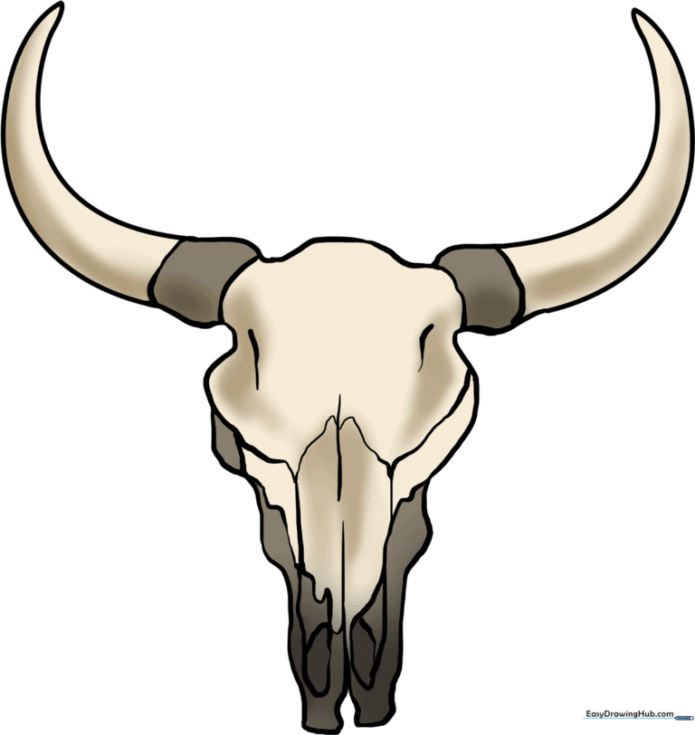 A finished, high-quality illustration of a bull skull for art students