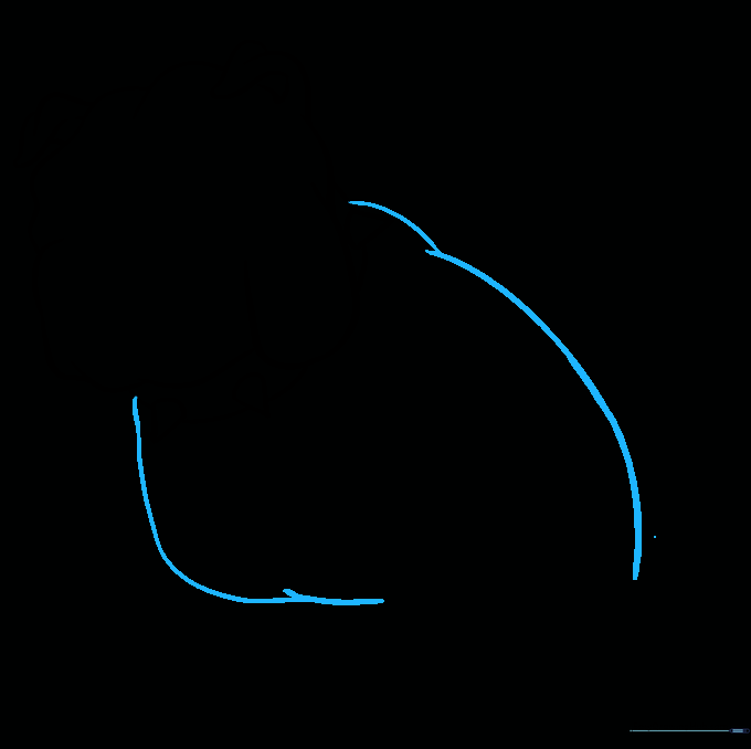 Sketching the broad back and chest lines of the bulldog's body.