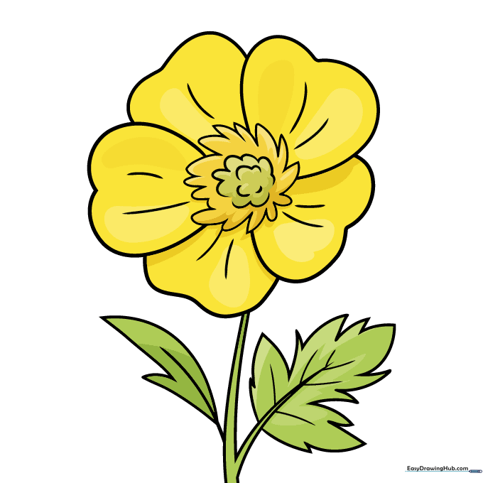 A fully colored, vibrant yellow buttercup with green stem and leaves.