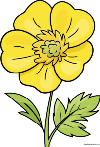 A colorful, finished illustration of a buttercup flower, perfect for kids to reference.