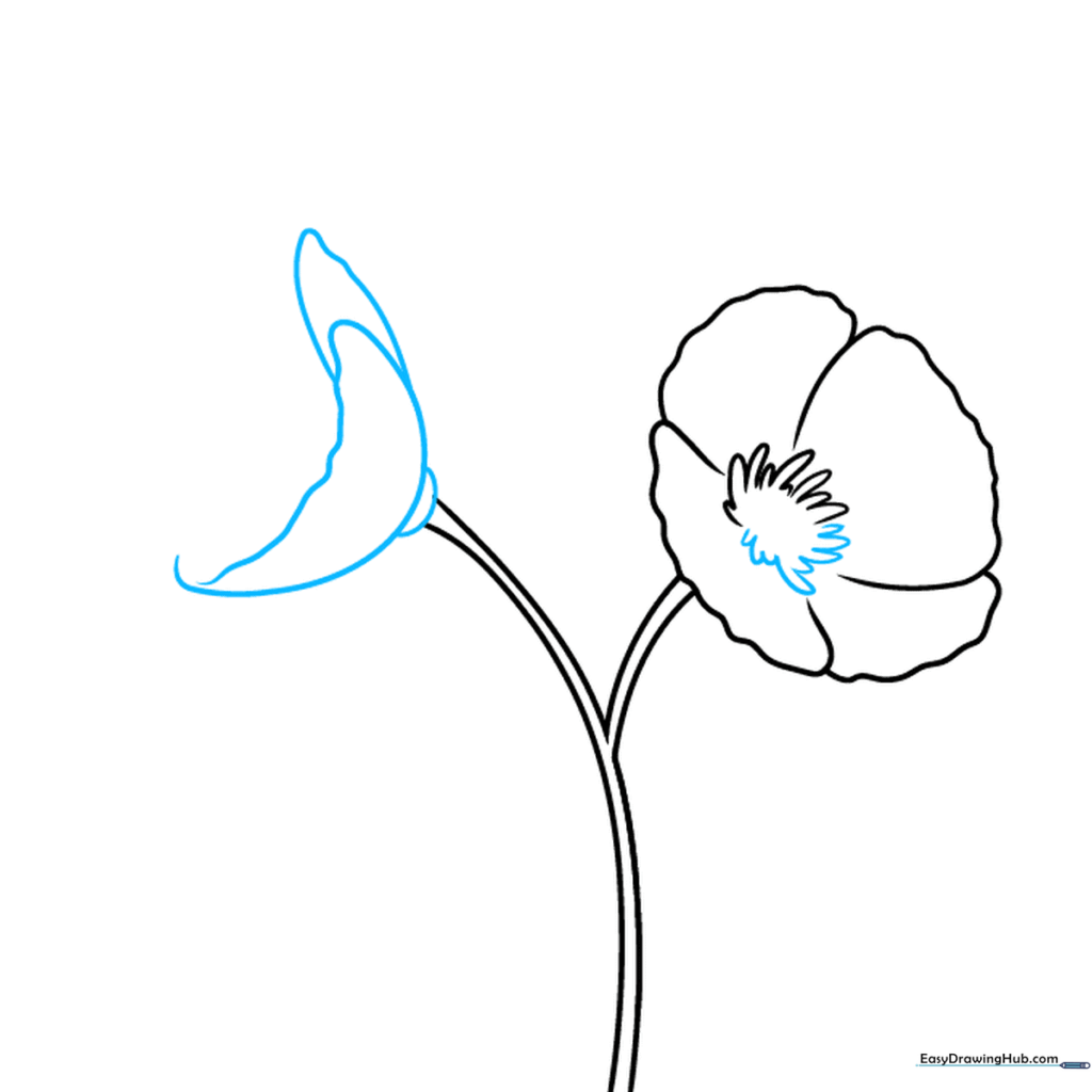 Drawing showing a fully formed poppy center and the beginning of a second flower bud.