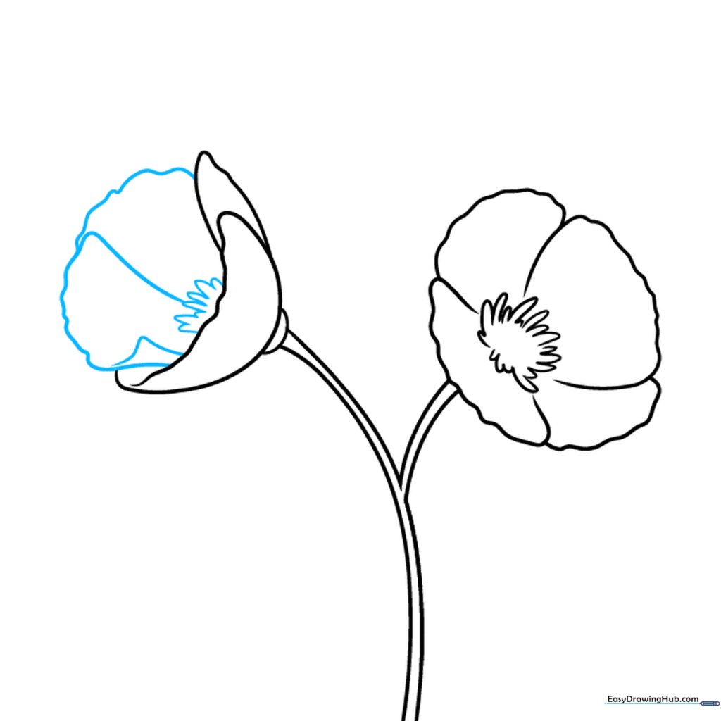 Detailed view of poppy petals with added fold lines to create depth.