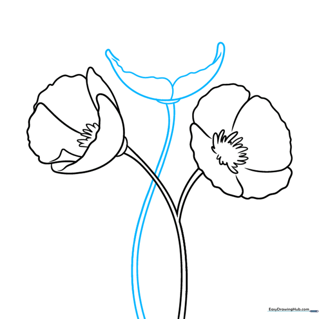 Sketch showing a second stem being added to the poppy arrangement.