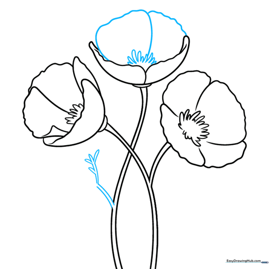 Poppy drawing showing the addition of delicate, fern-like leaves.