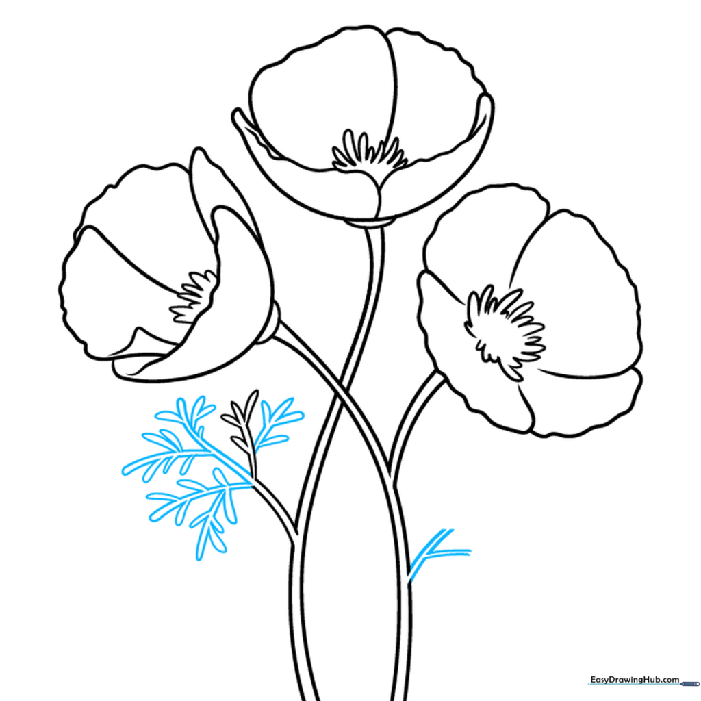 Step showing the expansion of the lacy, fern-like leaves on the poppy stems.