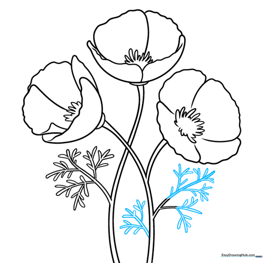 Detailed view of the completed lacy foliage on the poppy plant.