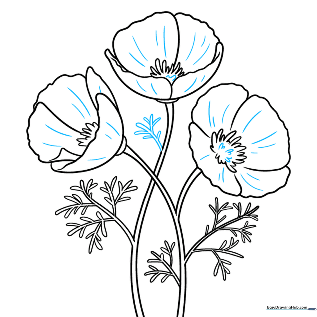 Final line art of the California poppy, cleaned up and ready for coloring.