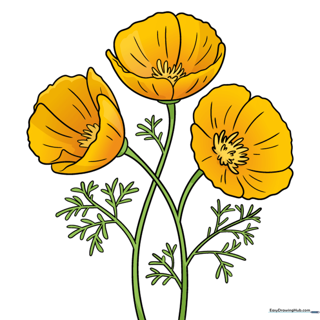 Finished, colored illustration of a California poppy with vibrant orange petals and green foliage.