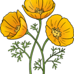 Vibrant, completed drawing of a California poppy flower against a clean background.