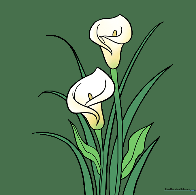 The finished calla lily drawing colored with white petals and green stems.