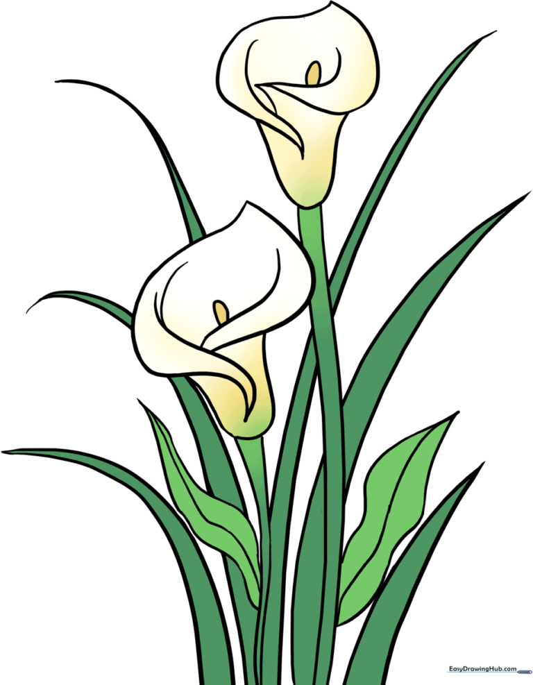 A beautiful, finished illustration of two calla lilies in a garden setting.