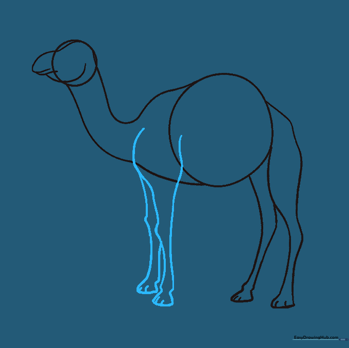 Front legs added to the camel's body, mirroring the structure of the rear legs.