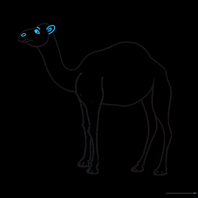 Close-up of the camel's face showing the eye, ear, and nostril details.