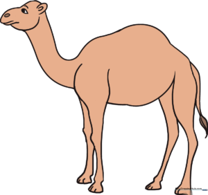 A finished, colored illustration of a friendly camel standing in the desert.