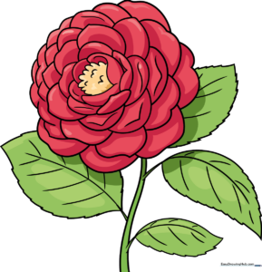 A beautiful, fully colored camellia flower drawing.