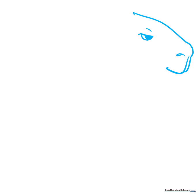 Line drawing of a capybara head profile showing the snout, eye, and nostril placement.
