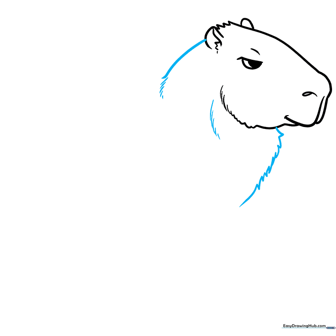 Drawing showing the neck lines connecting the head to the body outline.