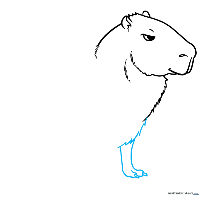 Detailed sketch of the capybara's front leg and paw with claws.