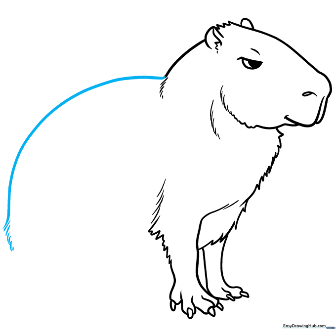 The back of the capybara is drawn with a long, continuous curved line.