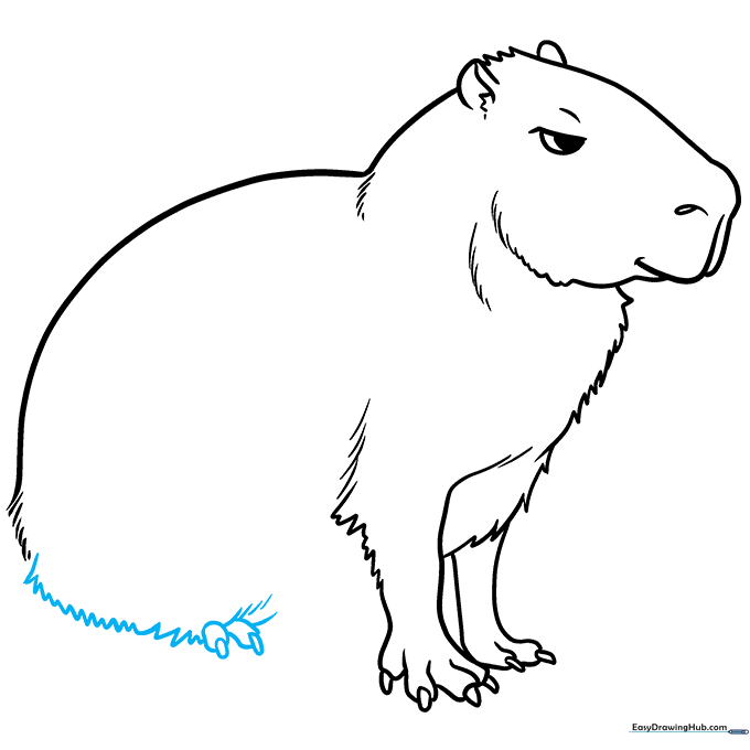 Sketching the powerful hind leg of the capybara with fur texture.