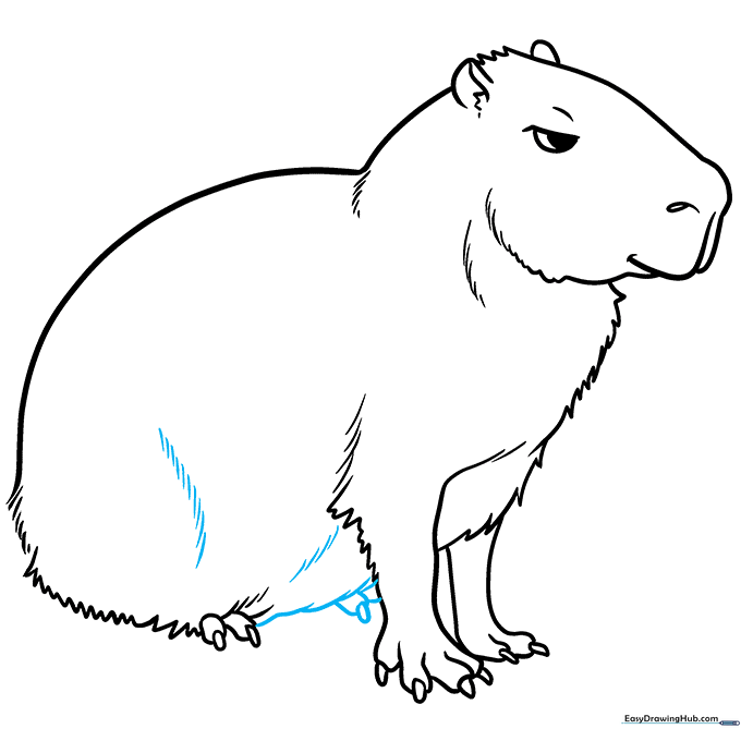 Drawing the belly line to close the body shape of the capybara.